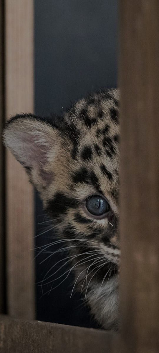 Profil de Kamal